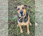 Small German Shepherd Dog Mix