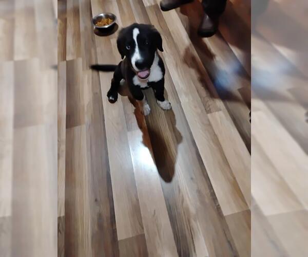 Medium Photo #1 American Staffordshire Terrier-Unknown Mix Puppy For Sale in San Antonio, TX, USA
