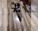 Small American Staffordshire Terrier Mix