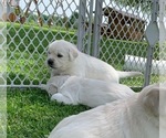 Small #15 English Cream Golden Retriever