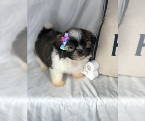 Shih Tzu Puppy for sale in INDIANAPOLIS, IN, USA