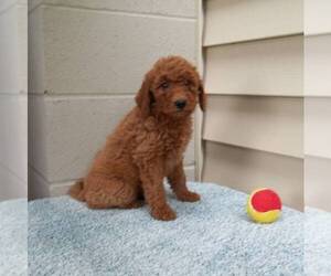 Goldendoodle (Miniature) Puppy for sale in ABBOTSFORD, WI, USA