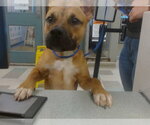 BENNY - Male Black Mouth Cur Dog for Adoption - Small photo