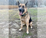 Small Photo #1 German Shepherd Dog Puppy For Sale in BRANDON, MS, USA