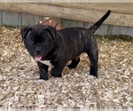 Small #2 American Bulldog