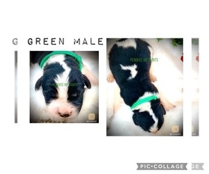Newfoundland-Saint Bernard Mix Puppy for sale in MARENGO, WI, USA