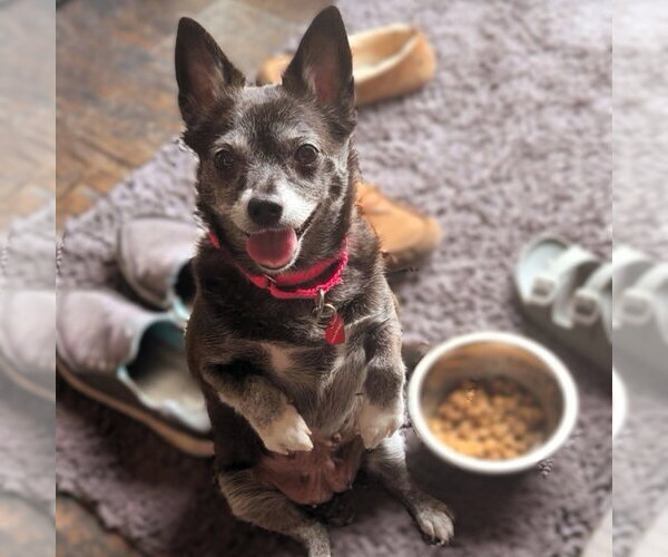 Medium Photo #2 Chihuahua-Unknown Mix Puppy For Sale in Fargo, ND, USA