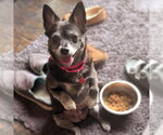 Small #1 Chihuahua Mix