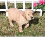 Small Photo #3 Golden Irish Puppy For Sale in JONES, MI, USA