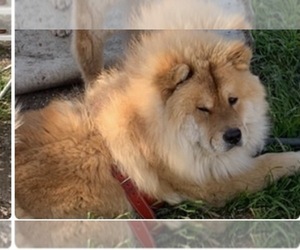 Father of the Chow Chow puppies born on 09/12/2026