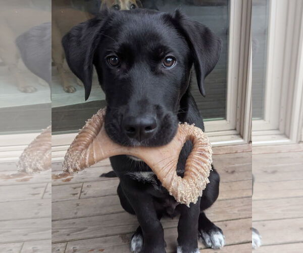 Medium Photo #1 Labrenees Puppy For Sale in Bellevue, WA, USA