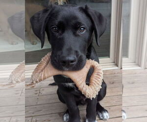 Labrenees Dogs for adoption in Bellevue, WA, USA