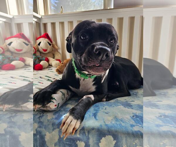 Medium Photo #1 Mutt Puppy For Sale in Chester, NJ, USA