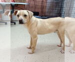 Small #4 Rat Terrier Mix
