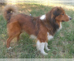 Father of the English Shepherd puppies born on 06/18/2021