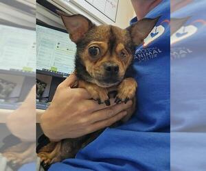 Mutt Dogs for adoption in Stockton, CA, USA