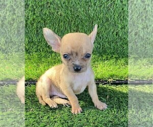 Chihuahua Puppy for sale in FORT LAUDERDALE, FL, USA