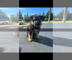 German Shepherd Dog Puppy for sale in SPARTANBURG, SC, USA