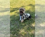 Puppy Woody Yorkshire Terrier