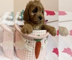 Small Photo #26 Cavapoo Puppy For Sale in SYLMAR, CA, USA