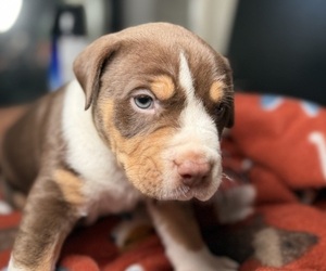 American Bully Puppy for sale in PERRIS, CA, USA