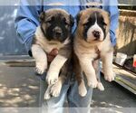 Small Photo #1 Central Asian Shepherd Dog Puppy For Sale in LINCOLN, CA, USA