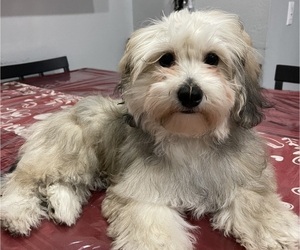 Maltipoo (Miniature) Puppy for sale in PALMDALE, CA, USA