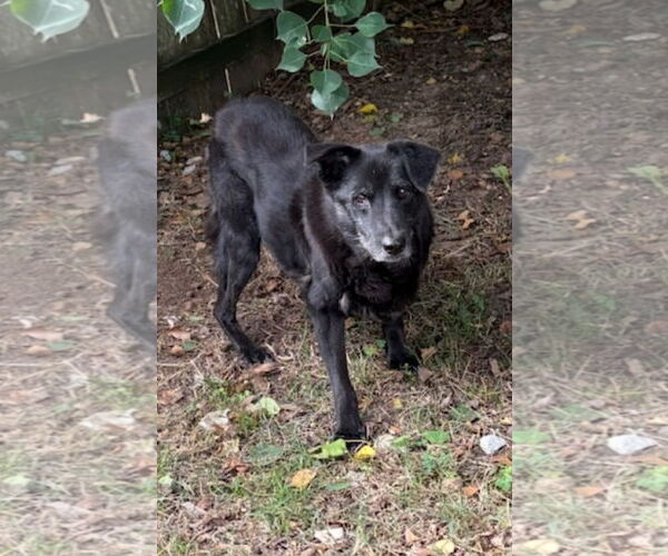 Medium Photo #1 Australian Shepherd Puppy For Sale in Jackson, MS, USA