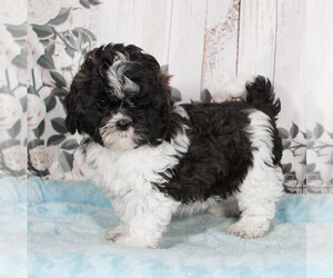 ShihPoo Puppy for sale in PENNS CREEK, PA, USA