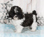 Small Photo #1 ShihPoo Puppy For Sale in PENNS CREEK, PA, USA