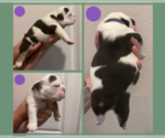 Small Photo #5 English Bulldog Puppy For Sale in EUGENE, OR, USA
