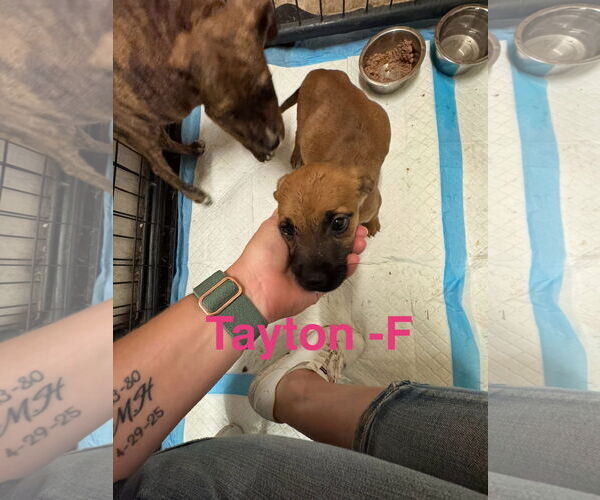 Medium Photo #4 German Shepherd Dog-Unknown Mix Puppy For Sale in Princeton, MN, USA