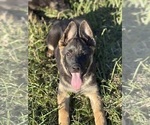 Puppy Green Collar German Shepherd Dog