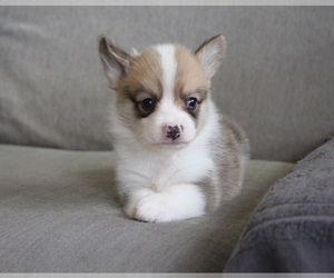 Medium Pembroke Welsh Corgi