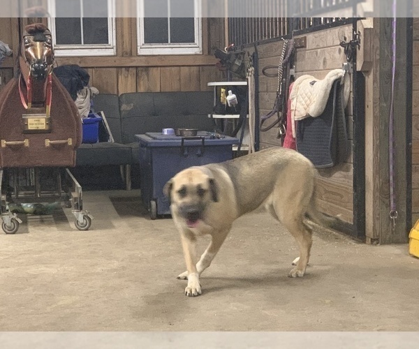 Medium Photo #10 Great Dane-Labrador Retriever Mix Puppy For Sale in CHESAPEAK BCH, MD, USA