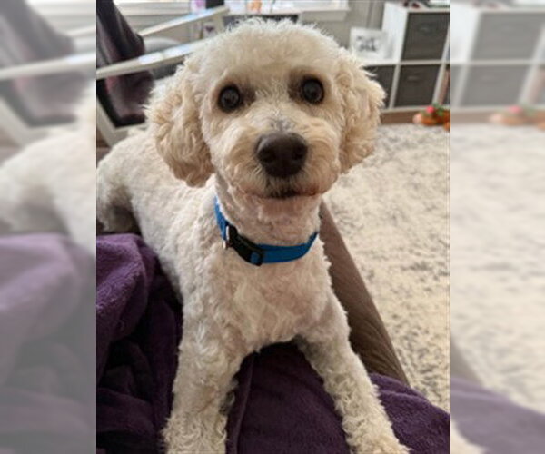 Medium Photo #1 Miniature Schnauzer-Poodle (Miniature) Mix Puppy For Sale in Tallahassee, FL, USA