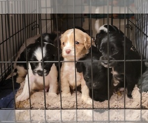 Cavapoo-Cocker Spaniel Mix Puppy for sale in RIVERVIEW, FL, USA