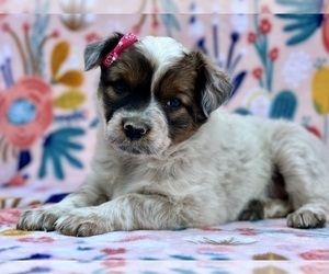 Australian Cattle Dog Puppy for sale in LANCASTER, PA, USA