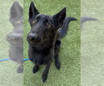 MIRACLE - Female German Shepherd Dog Dog for Adoption - Small photo