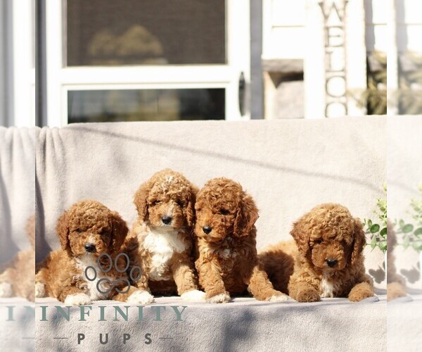 Medium Photo #2 Goldendoodle (Miniature) Puppy For Sale in EPHRATA, PA, USA