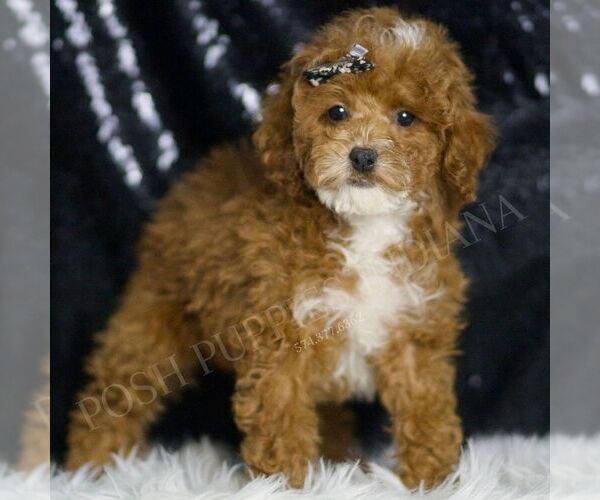 Medium Photo #5 Poodle (Toy) Puppy For Sale in WARSAW, IN, USA
