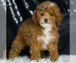 Small #4 Poodle (Toy)
