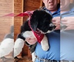 Small Photo #6 Bernedoodle-Miniature Australian Shepherd Mix Puppy For Sale in STAFFORD, VA, USA