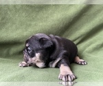 Small Photo #5 French Bulldog Puppy For Sale in PALATINE, IL, USA