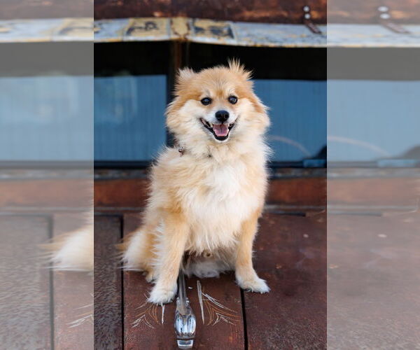 Medium Photo #5 Chiranian Puppy For Sale in McKinney, TX, USA