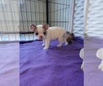 Small Photo #5 French Bulldog Puppy For Sale in TRACY, CA, USA