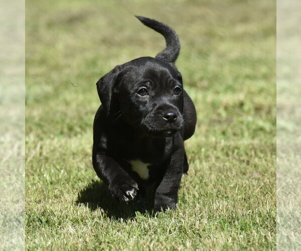 Medium Photo #5 Dachsador Puppy For Sale in Mechanicsburg, PA, USA