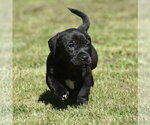 Small #4 Dachsador