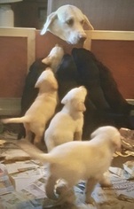 Mother of the Labrador Retriever puppies born on 09/15/2018
