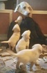 Small Photo #1 Labrador Retriever Puppy For Sale in SAND LAKE, MI, USA